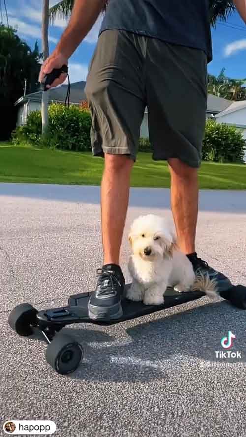 Halo Board Beast vs other electric skateboards